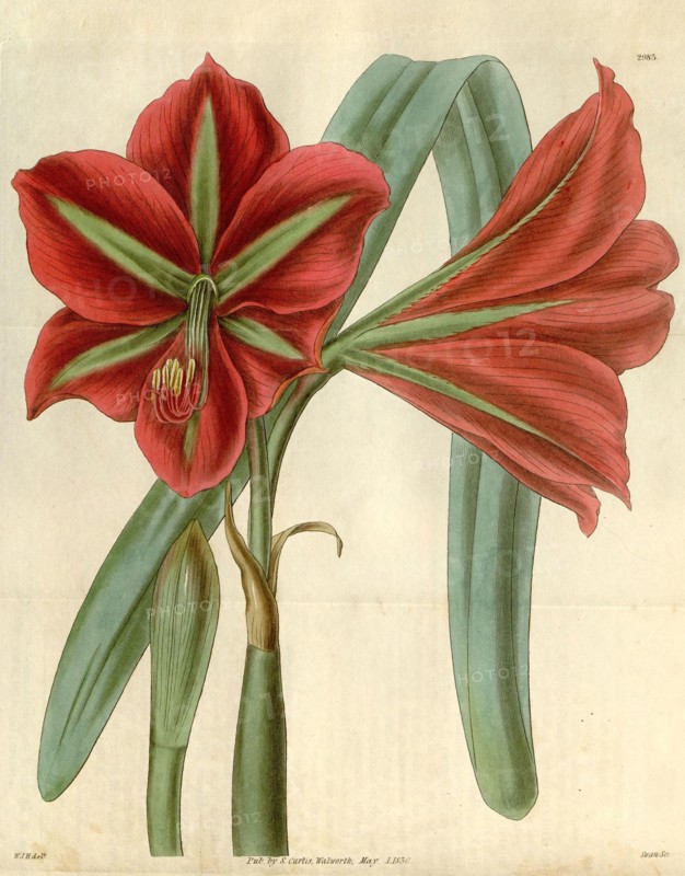 Botanical print by Sir William Jackson Hooker, FRS, 1785 â€ì 1865, English botanical illustrator. He held the post of Regius Professor of Botany at Glasgow University, and was Director of the Royal Botanic Gardens, Kew.