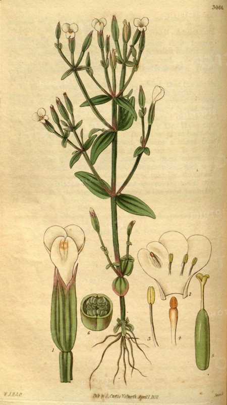 Botanical print by Sir William Jackson Hooker, FRS, 1785 â€ì 1865, English botanical illustrator. He held the post of Regius Professor of Botany at Glasgow University, and was Director of the Royal Botanic Gardens, Kew.