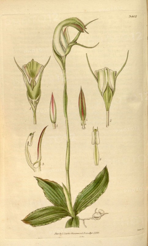 Botanical print or English natural history illustration by Joseph Swan 1796-1872, British Engraver