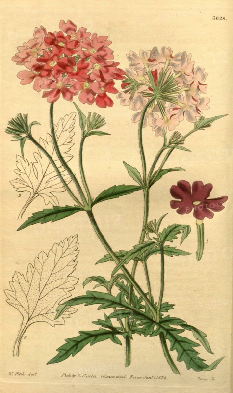 Botanical Print by Walter Hood Fitch 1817 â€ì 1892, W.H. Fitch was an botanical illustrator and artist, born in Glasgow,  Scotland, UK, colour lithograph