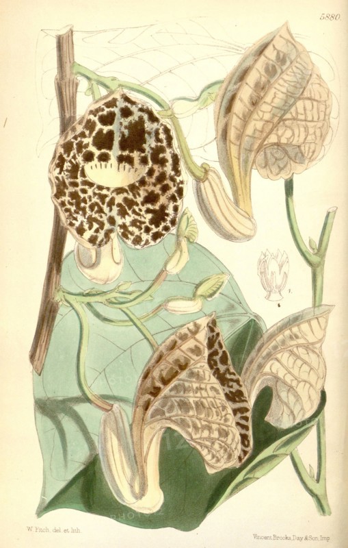 Botanical Print by Walter Hood Fitch 1817 â€ì 1892, W.H. Fitch was an botanical illustrator and artist, born in Glasgow,  Scotland, UK, colour lithograph