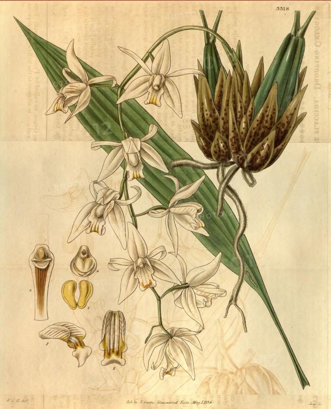 Botanical print by Sir William Jackson Hooker, FRS, 1785 â€ì 1865, English botanical illustrator. He held the post of Regius Professor of Botany at Glasgow University, and was Director of the Royal Botanic Gardens, Kew.