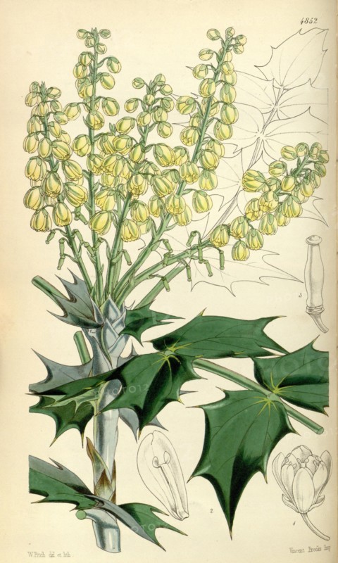 Botanical Print by Walter Hood Fitch 1817 â€ì 1892, botanical illustrator and artist, born in Glasgow, Scotland, UK, colour lithograph