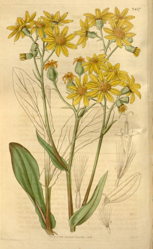 Botanical print or English natural history illustration by Joseph Swan 1796-1872, British Engraver