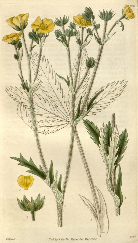 Botanical print by Sir William  Jackson Hooker, FRS, 1785 â€ì 1865,  English botanical illustrator. He  held the post of Regius Professor  of Botany at Glasgow University,  and was Director of the Royal  Botanic Gardens, Kew.