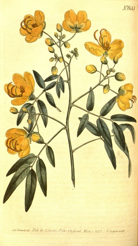 Botanical print by Sydenham Teast  Edwards 1768 â€ì 1819, Sydenham  Edwards was a natural history  illustrator, British, UK, colour  lithograph, botanical artist