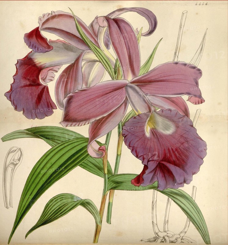 19th century botanical colour  print. Botanical illustration.  Form, colour, and details of the  plant as an art piece