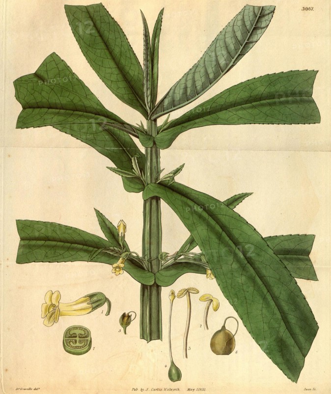 Botanical print by Robert Kaye Greville, 1794 â€ì 1866, an English botanist. He was an accomplished British botanical artist and  illustrator of natural history.