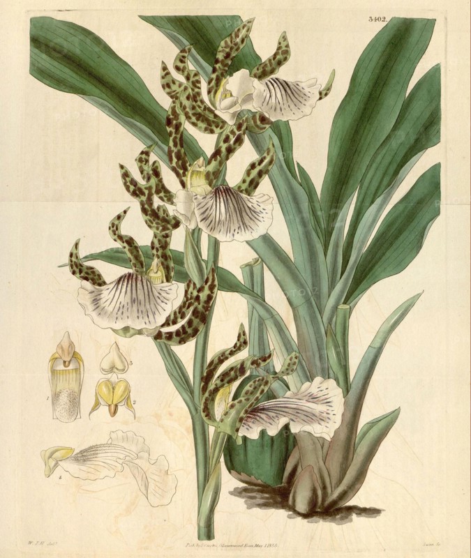 Botanical print by Sir William Jackson Hooker, FRS, 1785 â€ì 1865, English botanical illustrator. He held the post of Regius  Professor of Botany at Glasgow University, and was Director of the Royal Botanic Gardens, Kew.