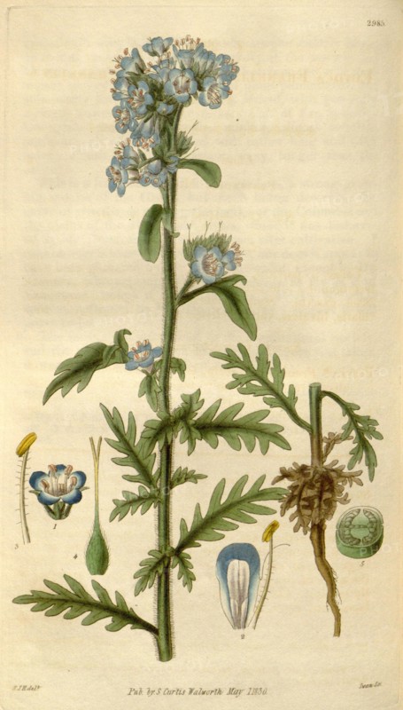 Botanical print by Sir William Jackson Hooker, FRS, 1785 â€ì 1865, English botanical illustrator. He held the post of Regius  Professor of Botany at Glasgow University, and was Director of the Royal Botanic Gardens, Kew.