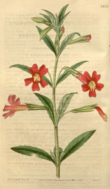 Botanical print by Thomas Nuttall, 1786 â€ì 1859, an English botanist and zoologist who lived and worked in America from 1808 until 1841