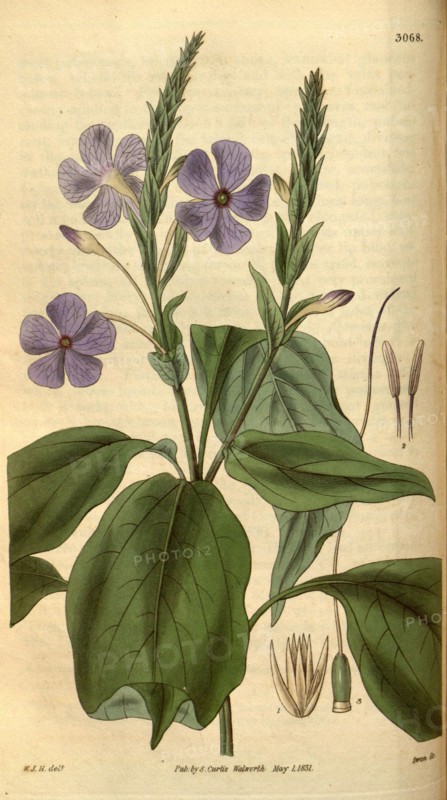Botanical print by Sir William Jackson Hooker, FRS, 1785 â€ì 1865, English botanical illustrator. He held the post of Regius  Professor of Botany at Glasgow University, and was Director of the Royal Botanic Gardens, Kew.