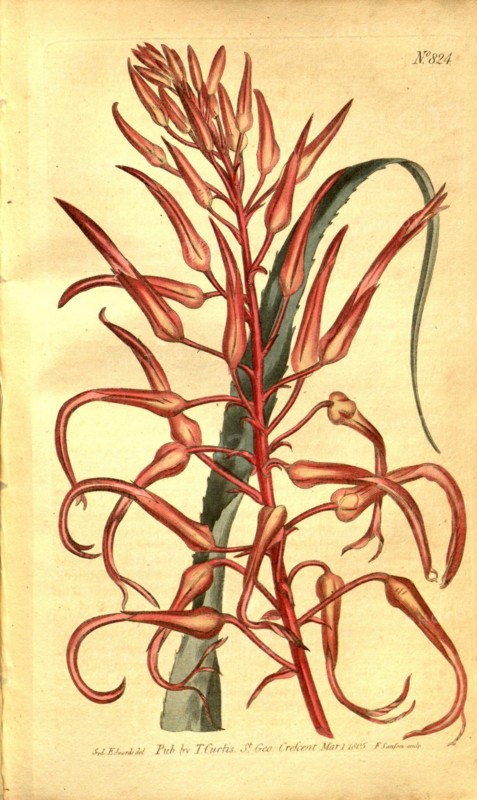 Botanical print by Sydenham Teast Edwards 1768 â€ì 1819, Sydenham Edwards was a natural history illustrator, British, UK,  colour lithograph, botanical artist