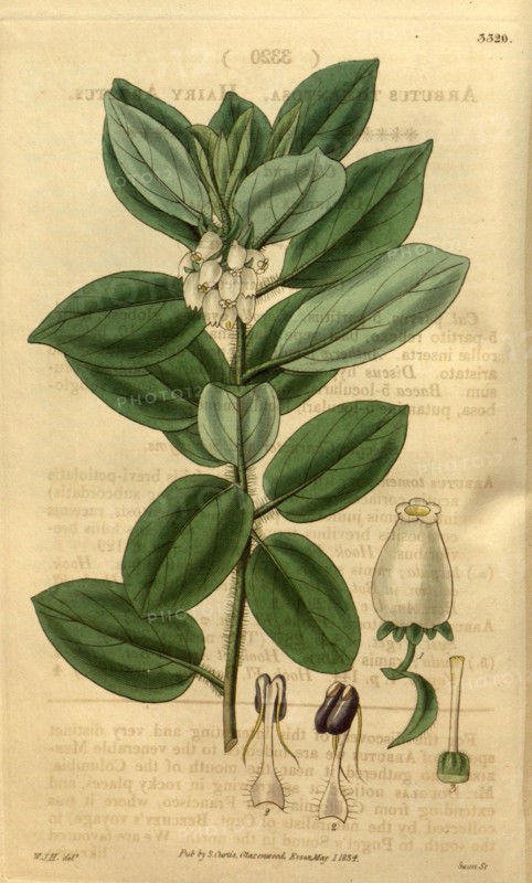 Botanical print by Sir William Jackson Hooker, FRS, 1785 â€ì 1865, English botanical illustrator. He held the post of Regius  Professor of Botany at Glasgow University, and was Director of the Royal Botanic Gardens, Kew.