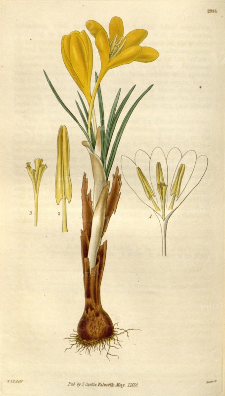 Botanical print by Sir William Jackson Hooker, FRS, 1785 â€ì 1865, English botanical illustrator. He held the post of Regius Professor of Botany at Glasgow University, and was Director of the Royal Botanic Gardens, Kew.