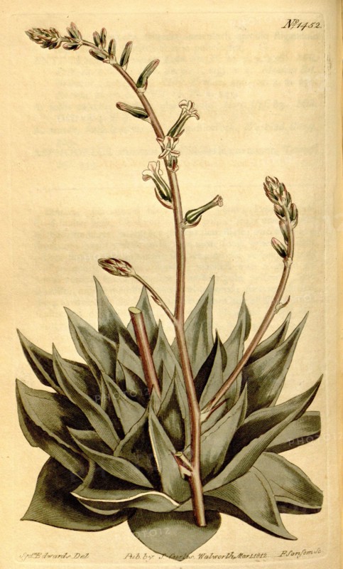 Botanical print by Sydenham Teast Edwards 1768 â€ì 1819, Sydenham Edwards was a natural history illustrator, British, UK, colour lithograph, botanical artist