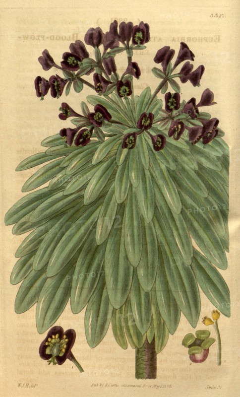 Botanical print by Sir William Jackson Hooker, FRS, 1785 â€ì 1865, English botanical illustrator. He held the post of Regius Professor of Botany at Glasgow University, and was Director of the Royal Botanic Gardens, Kew.