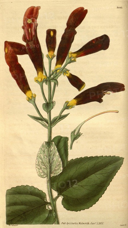 Botanical print by Sir William Jackson Hooker, FRS, 1785 â€ì 1865, English botanical illustrator. He held the post of Regius Professor of Botany at Glasgow University, and was Director of the Royal Botanic Gardens, Kew.