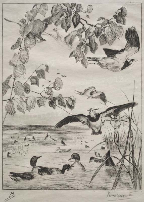 Lapwings and Teals, 1862. Félix Bracquemond (French, 1833-1914), Alfred Cadart. Etching; sheet: 40 x 27.9 cm (15 3/4 x 11 in.); plate: 29.3 x 20.6 cm (11 9/16 x 8 1/8 in.)