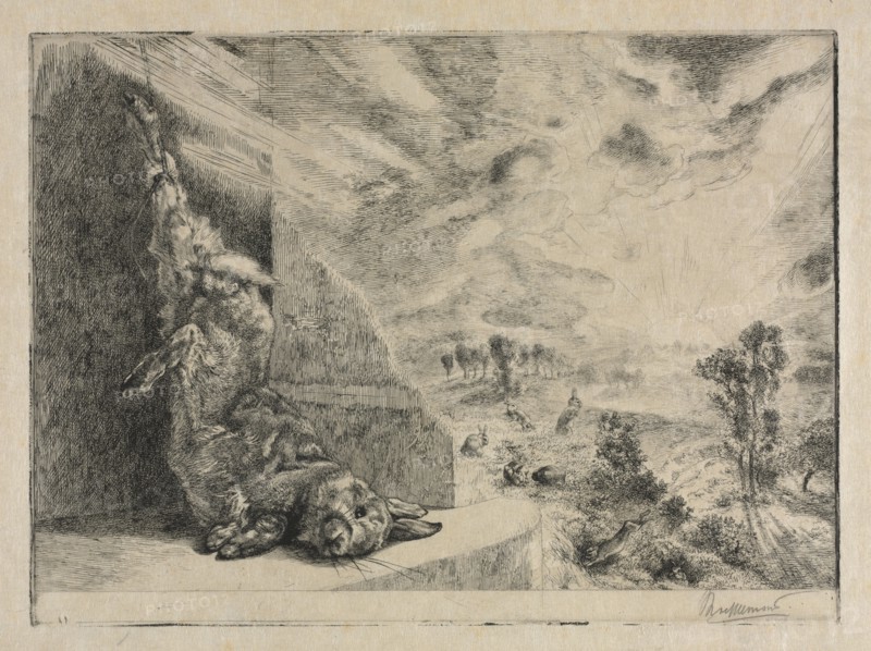 The Wild Rabbit, 1891. Félix Bracquemond (French, 1833-1914). Etching; sheet: 33.5 x 48.7 cm (13 3/16 x 19 3/16 in.); platemark: 25 x 34 cm (9 13/16 x 13 3/8 in.)