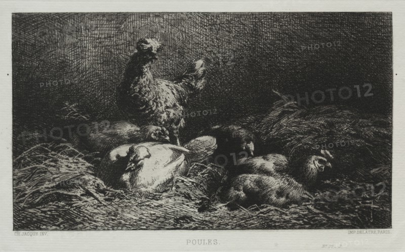 The Chickens. Charles-Émile Jacque (French, 1813-1894). Etching