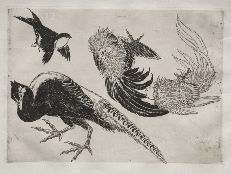Dinner Service (Rousseau service): Pheasants and bird (no. 18), 1866. Félix Bracquemond (French, 1833-1914). Etching; sheet: 35.5 x 48.9 cm (14 x 19 1/4 in.); platemark: 24.6 x 34.5 cm (9 11/16 x 13 9/16 in.)