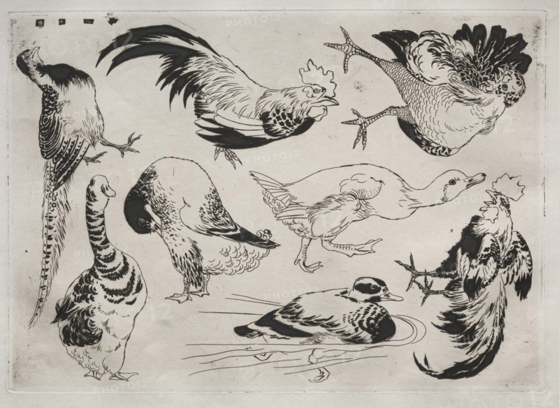 Dinner Service (Rousseau service): Roosters, ducks, etc. (no. 13), 1866. Félix Bracquemond (French, 1833-1914). Etching; sheet: 35.4 x 49 cm (13 15/16 x 19 5/16 in.); platemark: 24.6 x 34.6 cm (9 11/16 x 13 5/8 in.).