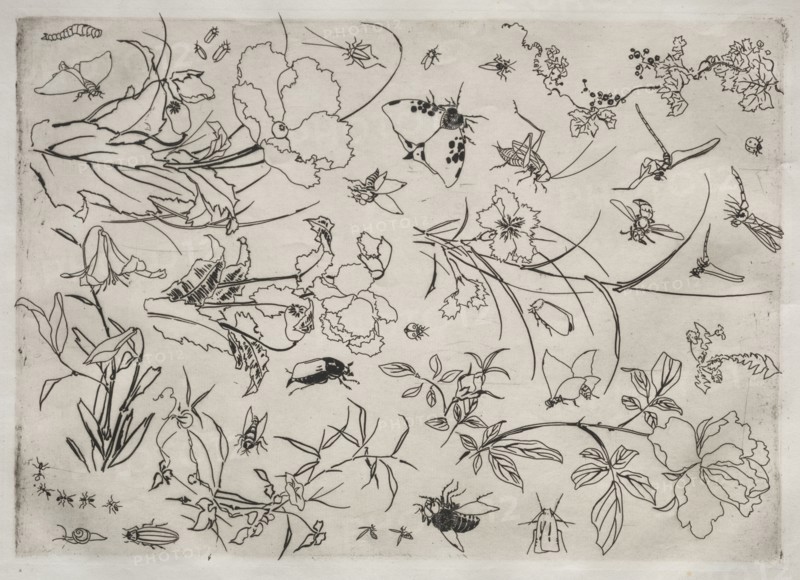 Dinner Service (Rousseau service): Flowers and Insects (no. 15), 1866. Félix Bracquemond (French, 1833-1914). Etching; sheet: 48.5 x 35.2 cm (19 1/8 x 13 7/8 in.); platemark: 34.6 x 24.6 cm (13 5/8 x 9 11/16 in.)