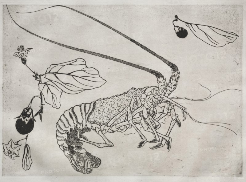 Dinner Service (Rousseau service): Large lobster with raised antenna (no. 21), 1866. Félix Bracquemond (French, 1833-1914). Etching; sheet: 34.8 x 48.6 cm (13 11/16 x 19 1/8 in.); platemark: 24.7 x 34.6 cm (9 3/4 x 13 5/8 in.)