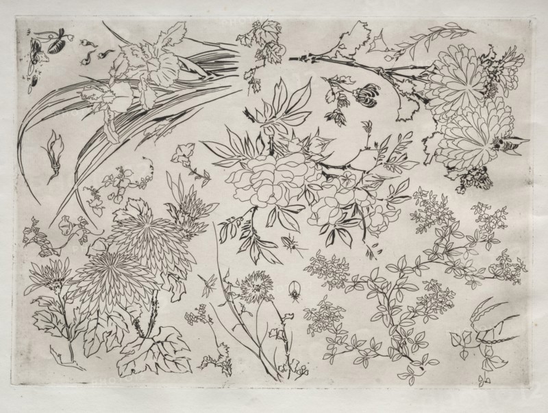 Dinner Service (Rousseau service): Flowers (no. 23), 1866. Félix Bracquemond (French, 1833-1914). Etching; sheet: 34.5 x 45.9 cm (13 9/16 x 18 1/16 in.); platemark: 24.5 x 34.5 cm (9 5/8 x 13 9/16 in.)