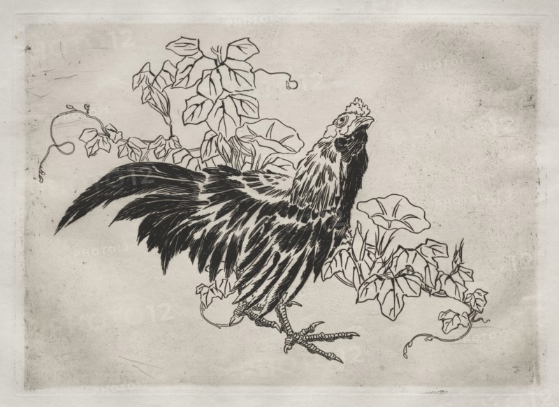 Dinner Service (Rousseau service): Rooster and morning glories (no. 25), 1866. Félix Bracquemond (French, 1833-1914). Etching; sheet: 35.5 x 48.8 cm (14 x 19 3/16 in.); platemark: 24.8 x 34.5 cm (9 3/4 x 13 9/16 in.)