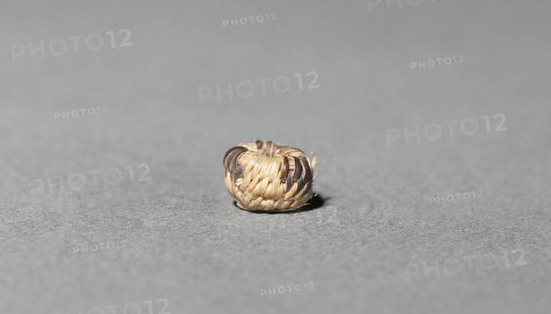 Miniature Basket, Unassigned. America, Native North American, Southwest, Arizona, Akimel O'odham (Pima), Unassigned. overall: 0.4 x 0.4 cm (3/16 x 3/16 in.).