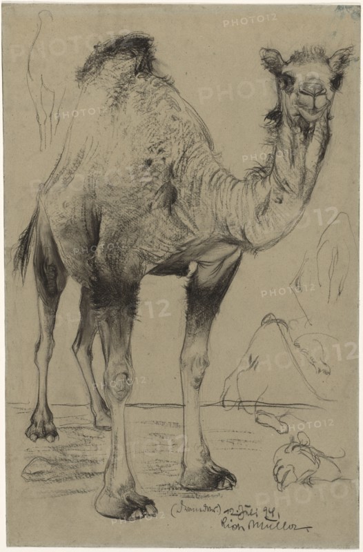 Dromedary, 1894. Richard Müller (Austrian, 1874-1930). Black chalk or crayon (?) (rubbed in places); sheet: 60.8 x 40.2 cm (23 15/16 x 15 13/16 in.).