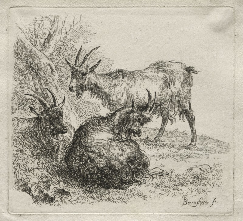 Three Goats. Nicolaes Berchem (Dutch, 1620-1683). Etching