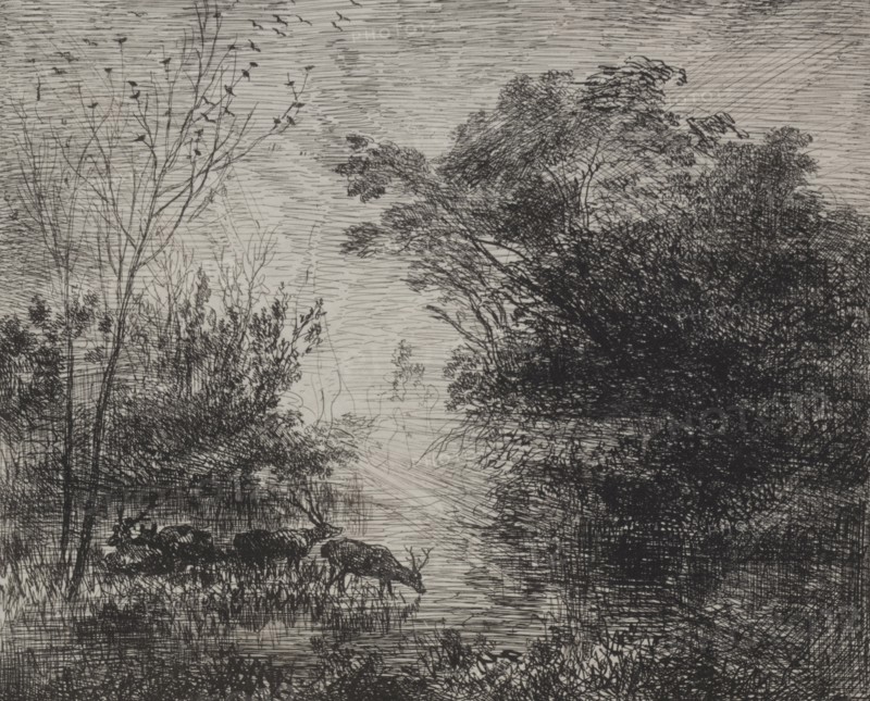Stags, original impression 1862, printed in 1921. Charles François Daubigny (French, 1817-1878). Cliché-verre; platemark: 16.6 x 19.7 cm (6 9/16 x 7 3/4 in.).