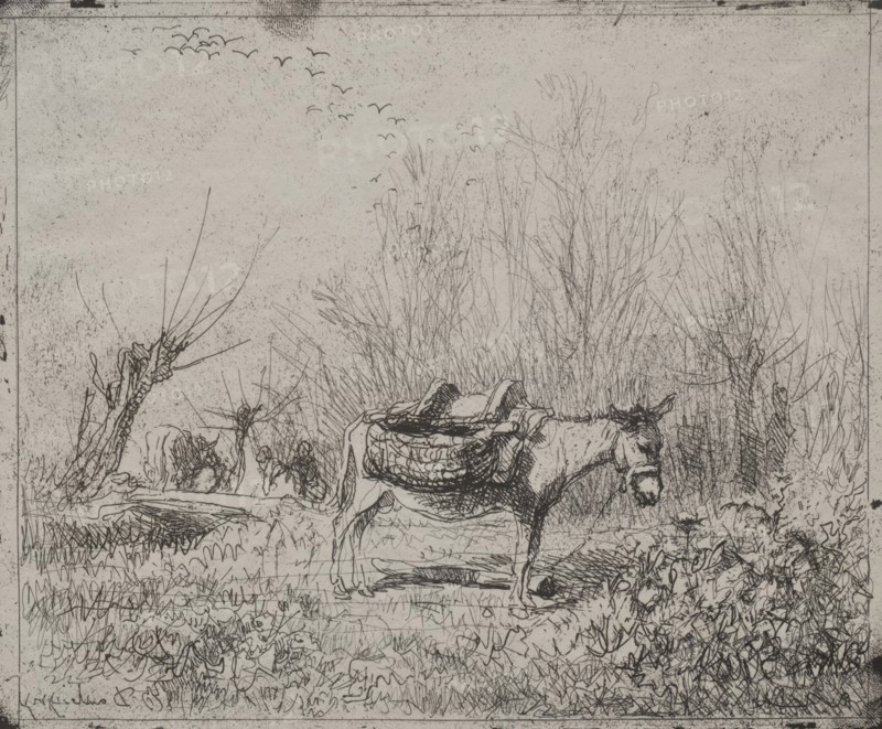 A Donkey in the Field, original impression 1862, printed in 1921. Charles François Daubigny (French, 1817-1878). Cliché-verre; sheet: 17.4 x 20.9 cm (6 7/8 x 8 1/4 in.); platemark: 16.8 x 20 cm (6 5/8 x 7 7/8 in.)