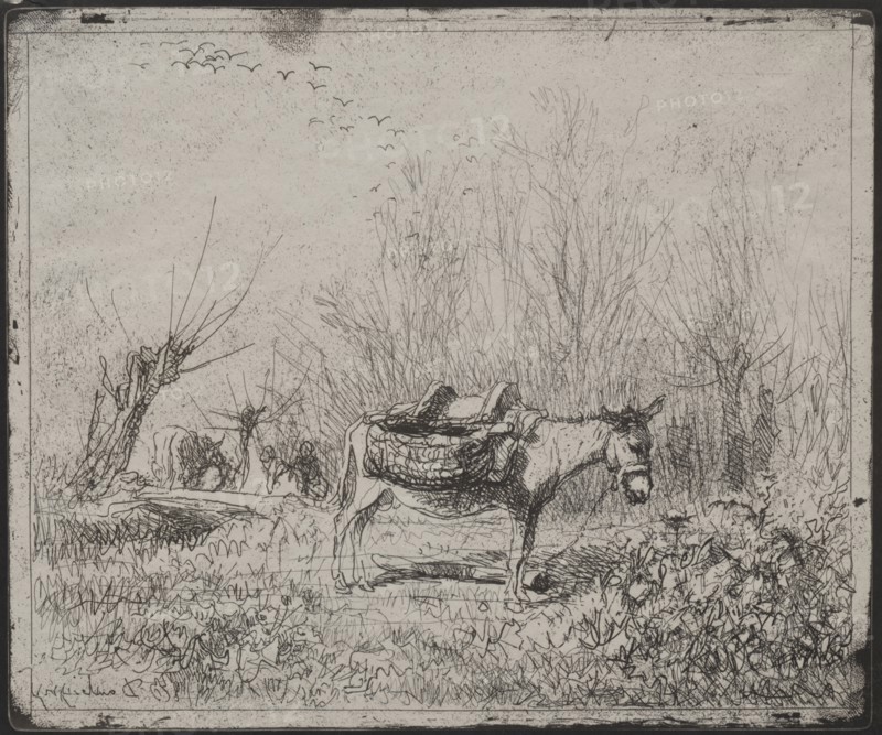 A Donkey in the Field, original impression 1862, printed in 1921. Charles François Daubigny (French, 1817-1878). Cliché-verre; sheet: 17.4 x 20.9 cm (6 7/8 x 8 1/4 in.); platemark: 16.8 x 20 cm (6 5/8 x 7 7/8 in.)