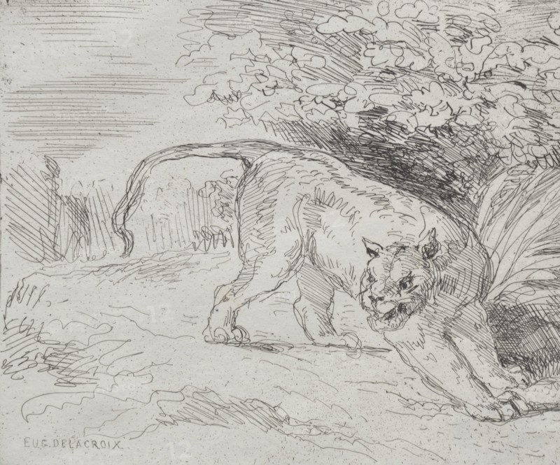 A Trapped Tiger, 1854. Eugène Delacroix (French, 1798-1863). Cliché-verre