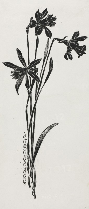 Daffodils. Harry Fenn (American, 1838/45-1911). Pen and ink;