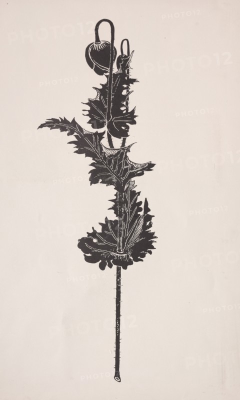 Flower Study. Harry Fenn (American, 1838/45-1911). Process cut