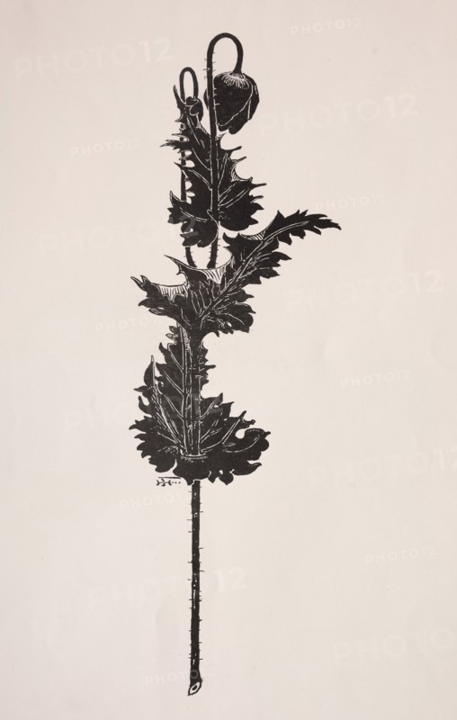 Flower Study. Harry Fenn (American, 1838/45-1911). Process cut