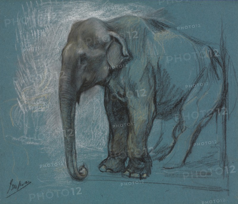 Study of an Elephant. John Macallan Swan (British, 1847-1910). Charcoal; sheet: 22.8 x 26.7 cm (9 x 10 1/2 in.).