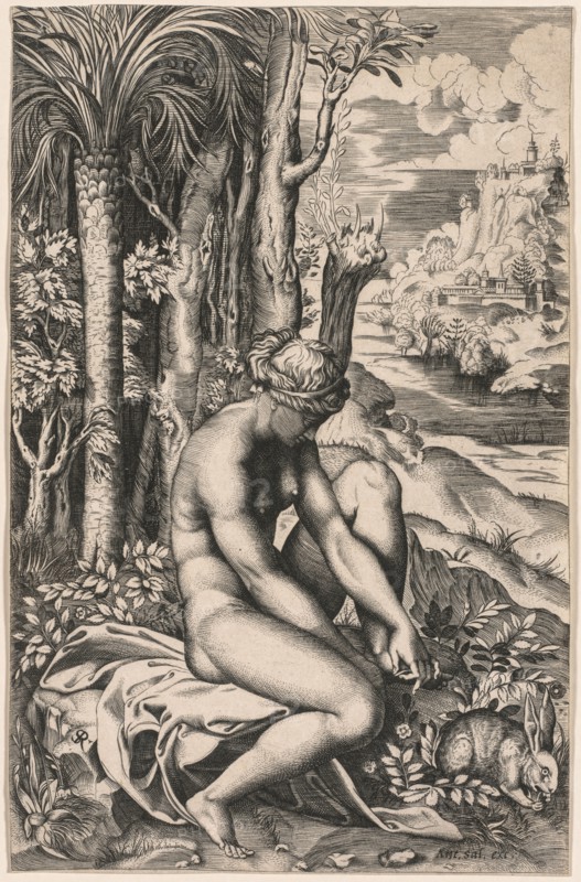 Venus Wounded by a Rose's Thorn, c. 1516. Marco Dente (Italian, c. 1486-1527), after Raphael (Italian, 1483-1520), published by Antonio Salamanca (c.1500-1562). Engraving; sheet: 26.1 x 16.8 cm (10 1/4 x 6 5/8 in.)