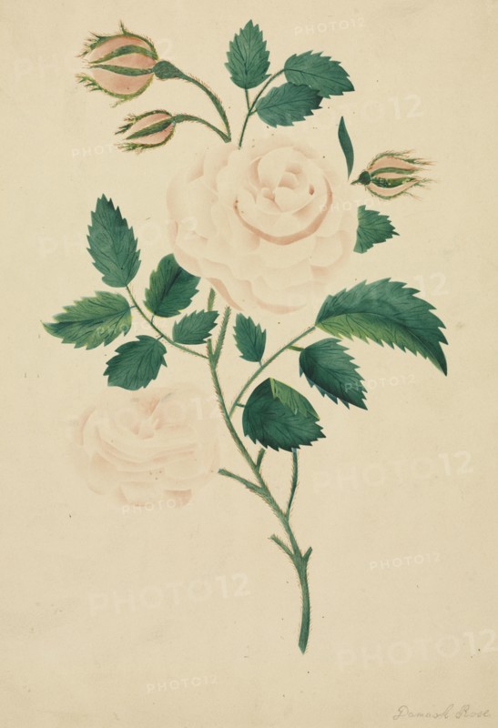 Damask Rose. Mary Altha Nims (American, 1817-1907). Watercolor