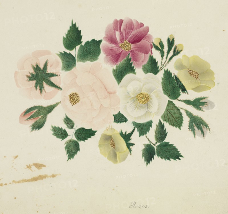 June Roses. Mary Altha Nims (American, 1817-1907). Watercolor;
