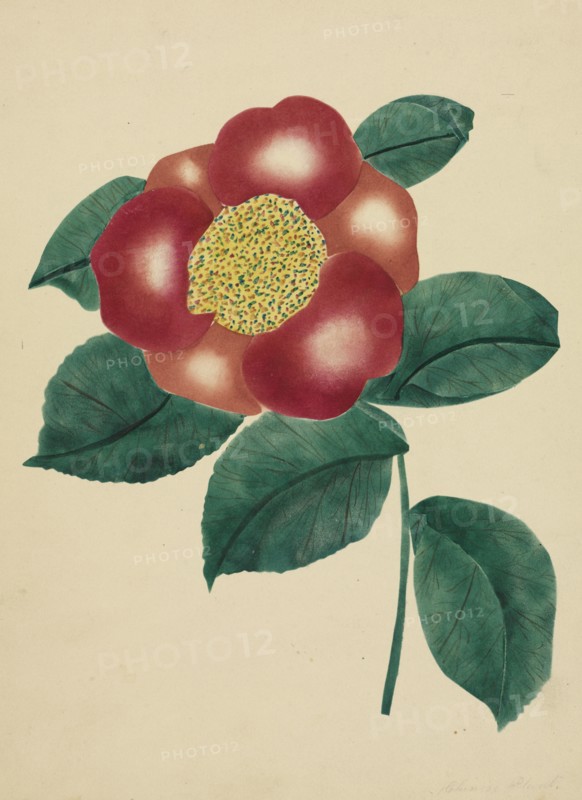 Chinese Flower. Mary Altha Nims (American, 1817-1907). Watercolor