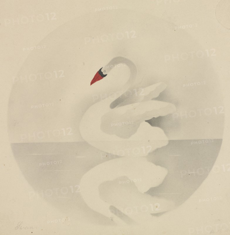 Swan. Mary Altha Nims (American, 1817-1907). Pencil;