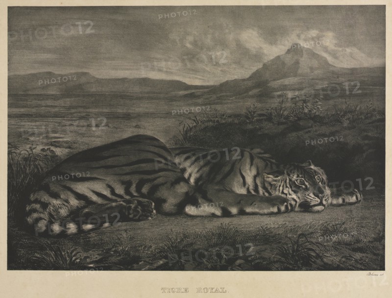 Tigre Royal, 1829. Eugène Delacroix (French, 1798-1863). Lithograph
