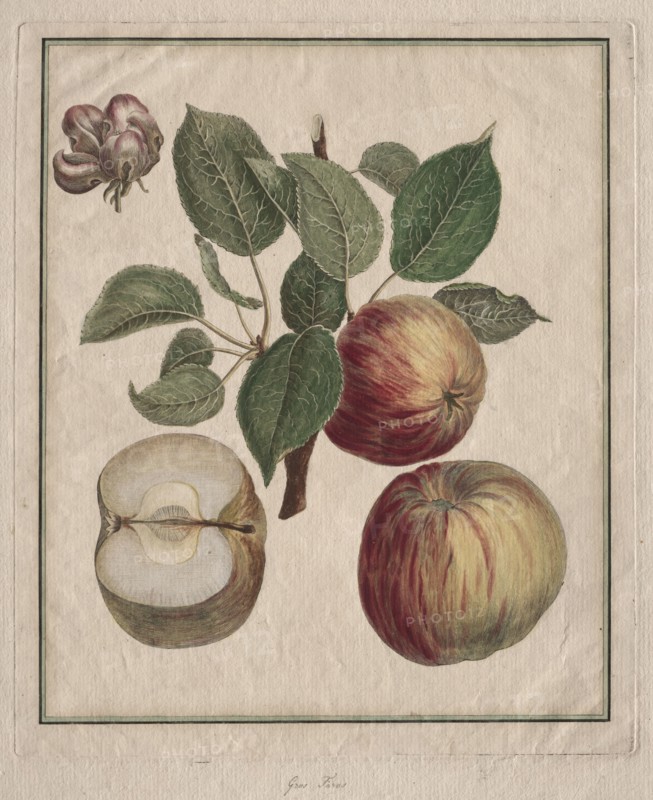 Apple with Leaf and Fruit Blossom, 1768. Henri Louis Duhamel du Monceau (French, 1700-1782). Etching and engraving, hand colored
