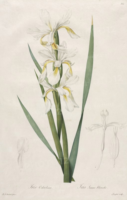 Gold-banded Iris, 1812. Henry Joseph Redouté (French, 1766-1853). Stipple, roulette and line engraving with hand coloring